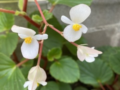 Begonia semperflorens-cultorum