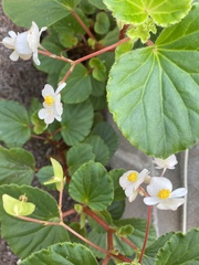 Begonia semperflorens-cultorum