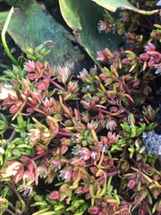 Crassula decumbens