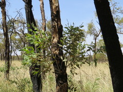 Corymbia opaca