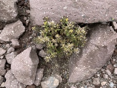 Draba jorullensis