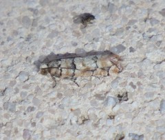 Blastesthia tessulatana