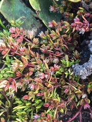 Crassula decumbens