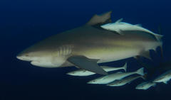 Carcharhinus leucas