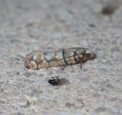 Blastesthia tessulatana