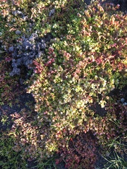 Crassula decumbens