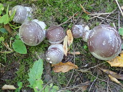 Cortinarius praestans