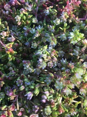 Crassula decumbens