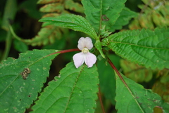 Impatiens imbecilla