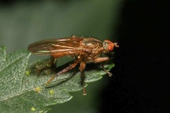 Scathophaga suilla