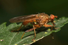 Scathophaga suilla