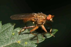 Scathophaga suilla