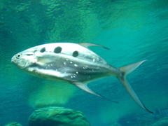 Trachinotus botla