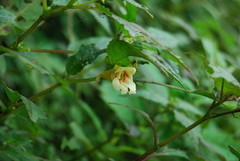 Impatiens brevipes