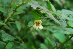 Impatiens brevipes