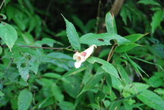 Impatiens platychlaena
