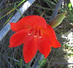 Gladiolus insolens