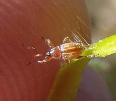 Nanophyinae