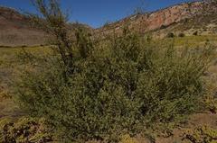 Anisodontea bryoniifolia