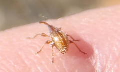 Nanophyinae