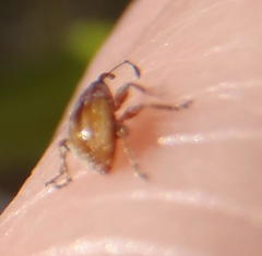 Nanophyinae