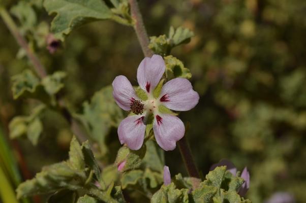 Rough Mallow