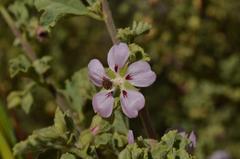 Anisodontea bryoniifolia