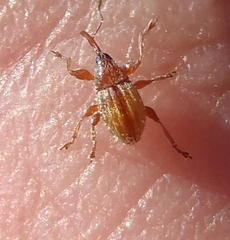 Nanophyinae