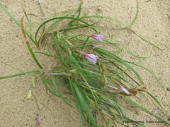 Gladiolus gueinzii