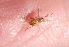 Nanophyinae