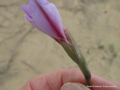 Gladiolus gueinzii