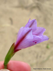 Gladiolus gueinzii