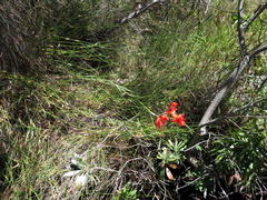 Gladiolus insolens