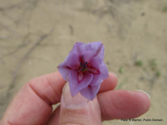Gladiolus gueinzii