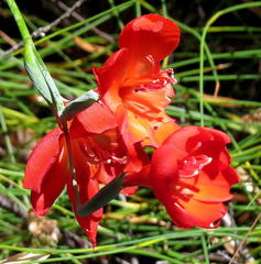 Gladiolus insolens