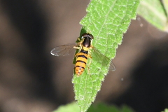 Sphaerophoria pyrrhina