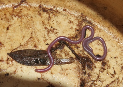 Interior Blind Snake sighting