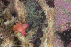 Cnemidocarpa