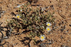 Mesembryanthemum nodiflorum