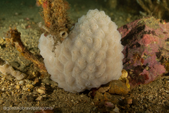 Aplidium fuegiense