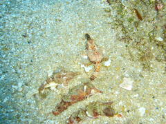 Eurypegasus draconis