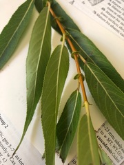Salix lasiandra caudata