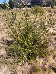 Salix lasiandra caudata