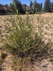 Salix lasiandra caudata