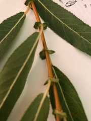 Salix lasiandra caudata