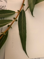 Salix lasiandra caudata