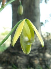 Albuca flaccida