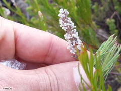 Spatalla mollis