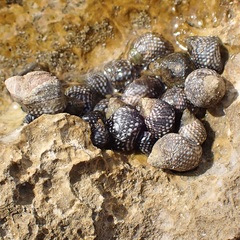 Echinolittorina punctata