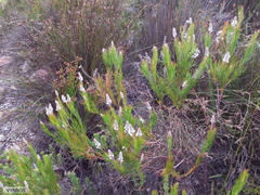 Spatalla mollis